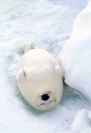 集思广益,求一环保战队名,主题要求:保护海豹