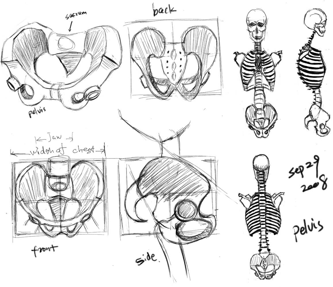 骨盆手绘解剖图图片