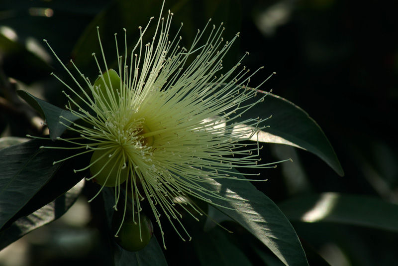 那个问下关于叮当果的问题