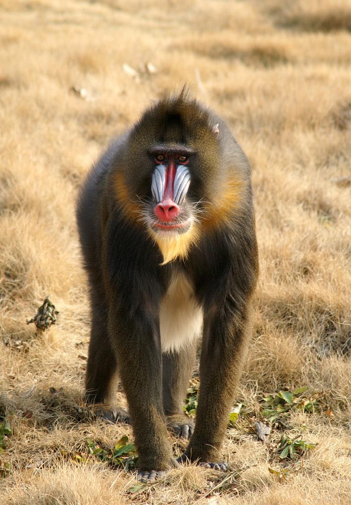 这个就是狒狒啦