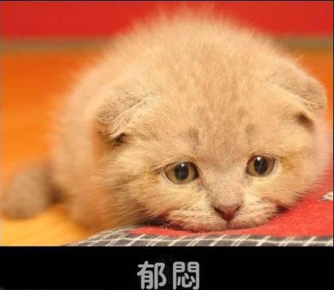 搬运猫猫狗狗的趣怪表情这3次元貌似就属动物能萌起来了