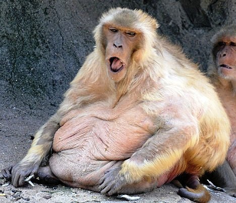 [要有爱][喂 该减肥了] 见过胖的 没见过这么胖