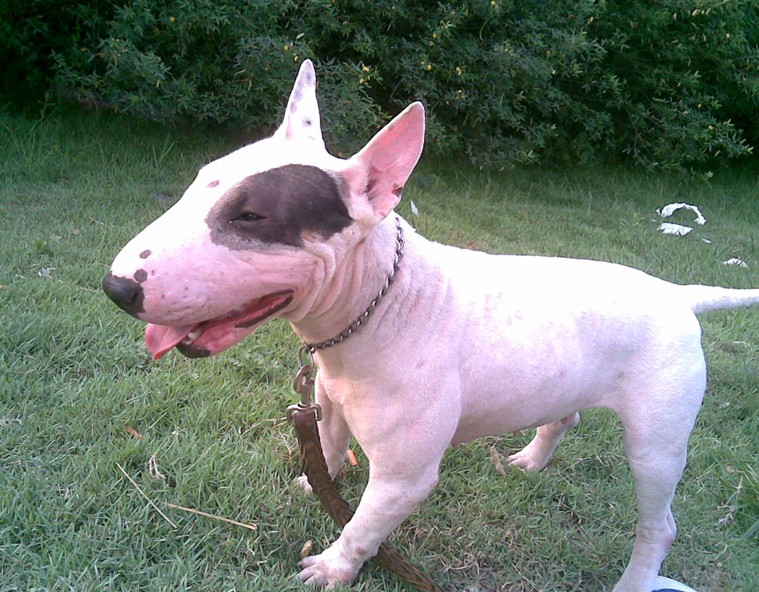 [nga万能] 各位爱狗狗懂狗狗的帮忙看下这是什么品种的狗狗呀