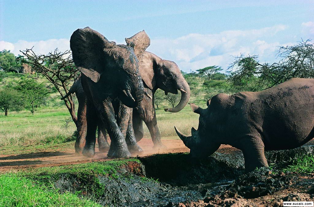 咱能先动动脑子再说蟒蛇吞犀牛的这种谬论吗.