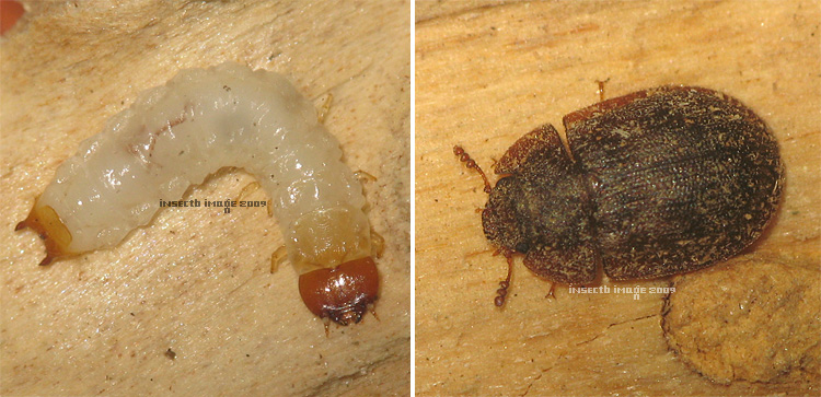 有没有别的都不怕就看到节肢动物心里恶心的