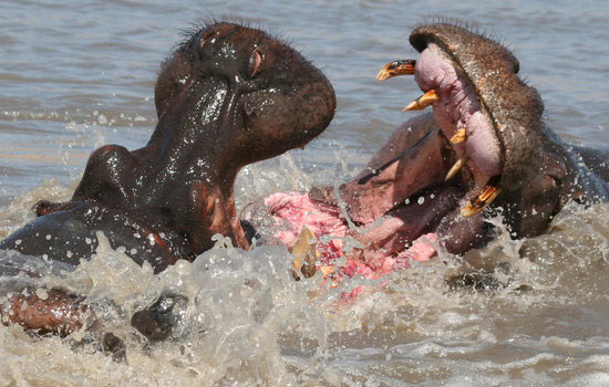 群众纷纷表示河马秒杀鳄鱼,所以新加个河马,亚马逊巨蟒,西伯利亚虎