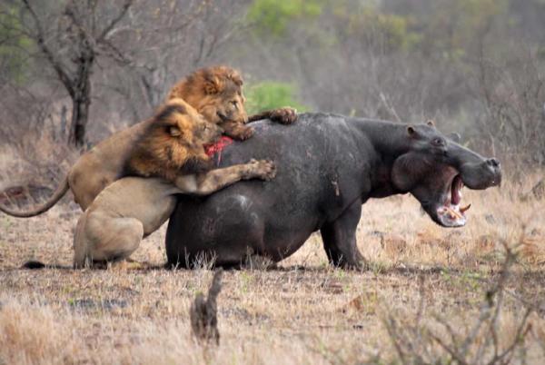 1楼更新相关视频群众纷纷表示河马秒杀鳄鱼所以新加个河马亚马逊巨蟒