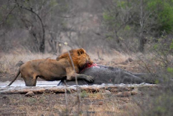 群众纷纷表示河马秒杀鳄鱼,所以新加个河马,亚马逊巨蟒,西伯利亚虎