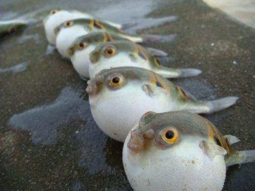 [美图欣赏]最可爱的河豚.