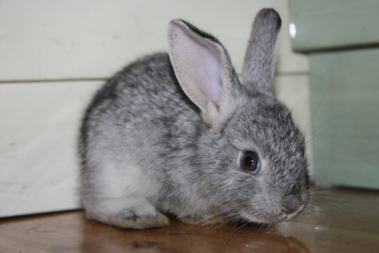 其实我是一个有爱的部落玩家求真相它是什么兔子