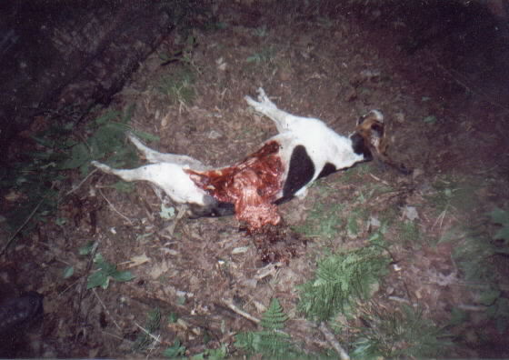 美国taylor county ,一条猎犬被狼杀死