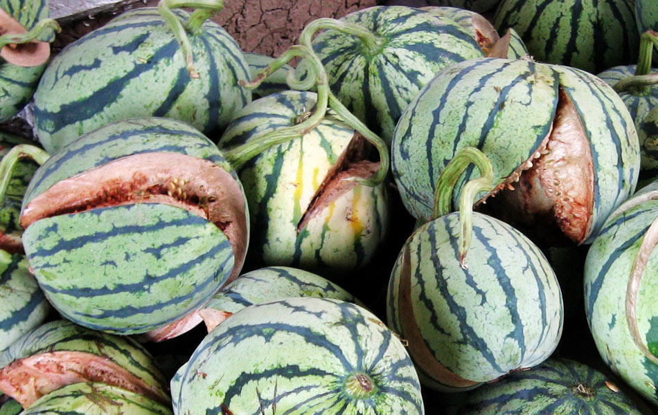 这真的是西瓜?恐怖慎入