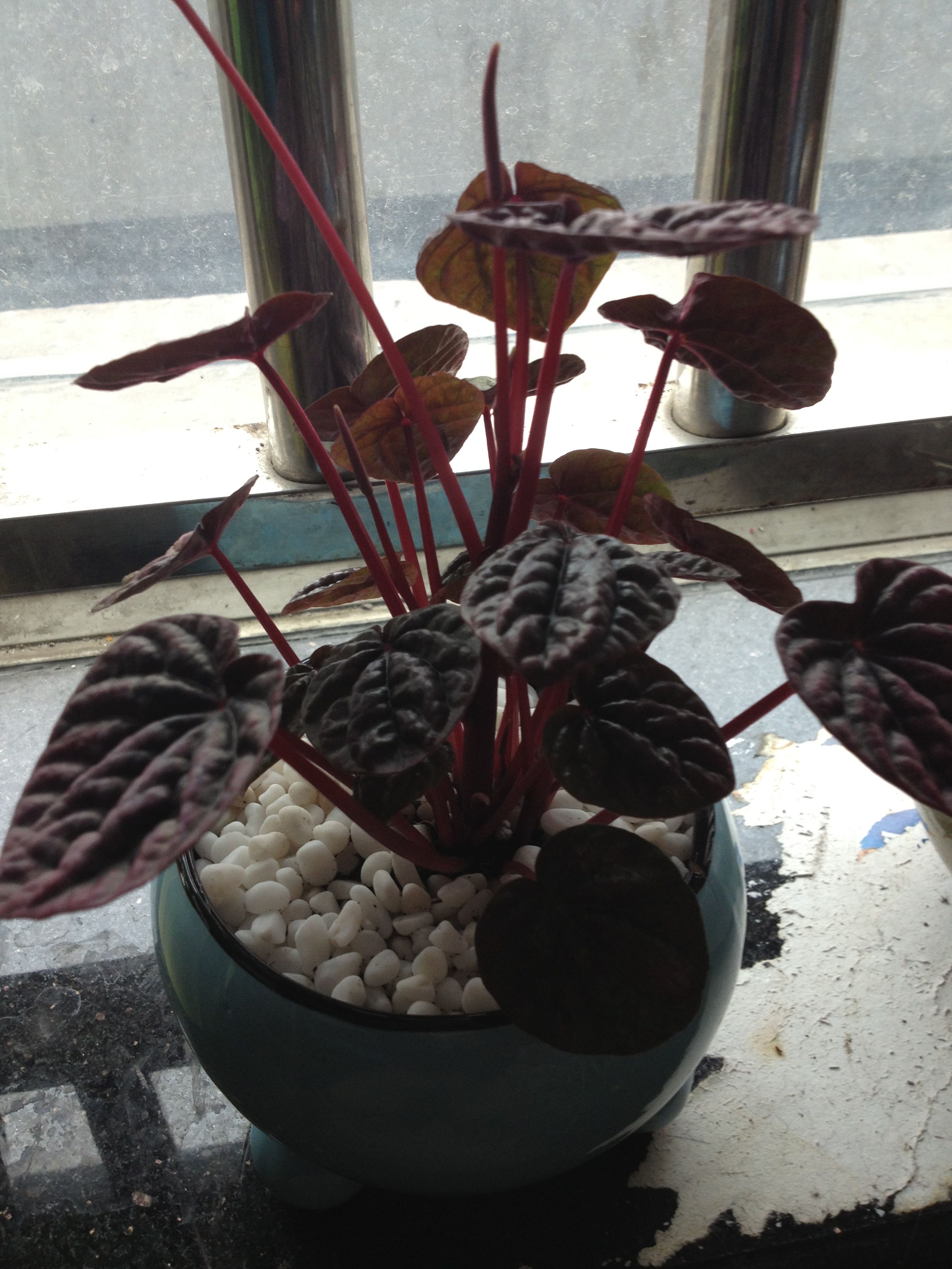 求助种花花草草的高手,这盆盆栽叫啥?有图! nga玩家社区