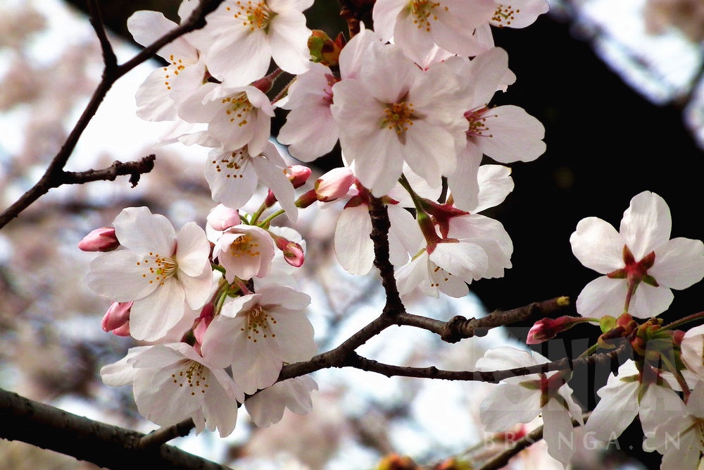 works" charlotte夏洛特现实背景相关考据