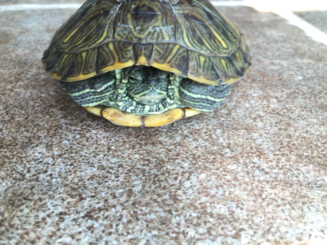 求助巴西龟脱皮