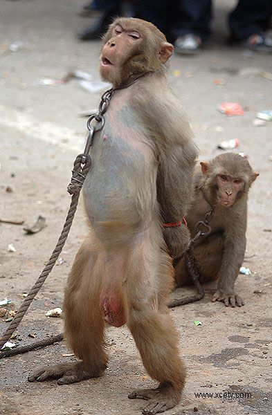 到底哪能买到64g的新猴pro5