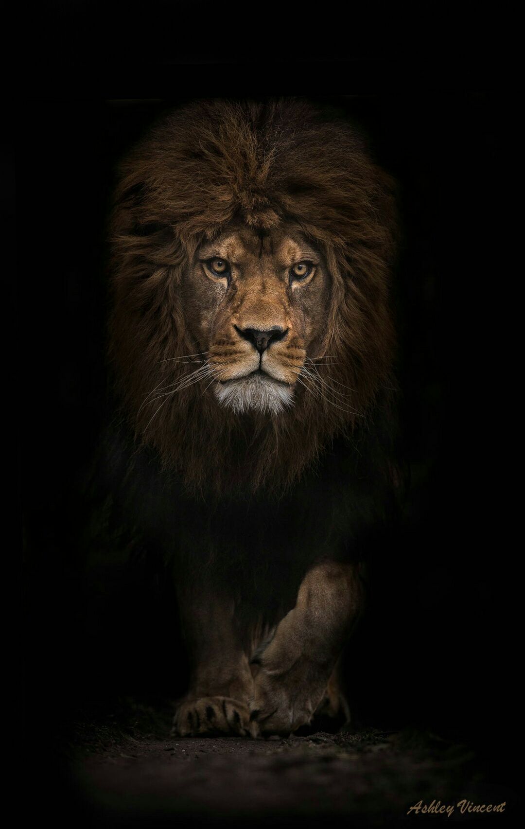 既然都是精英.肯定品味不错