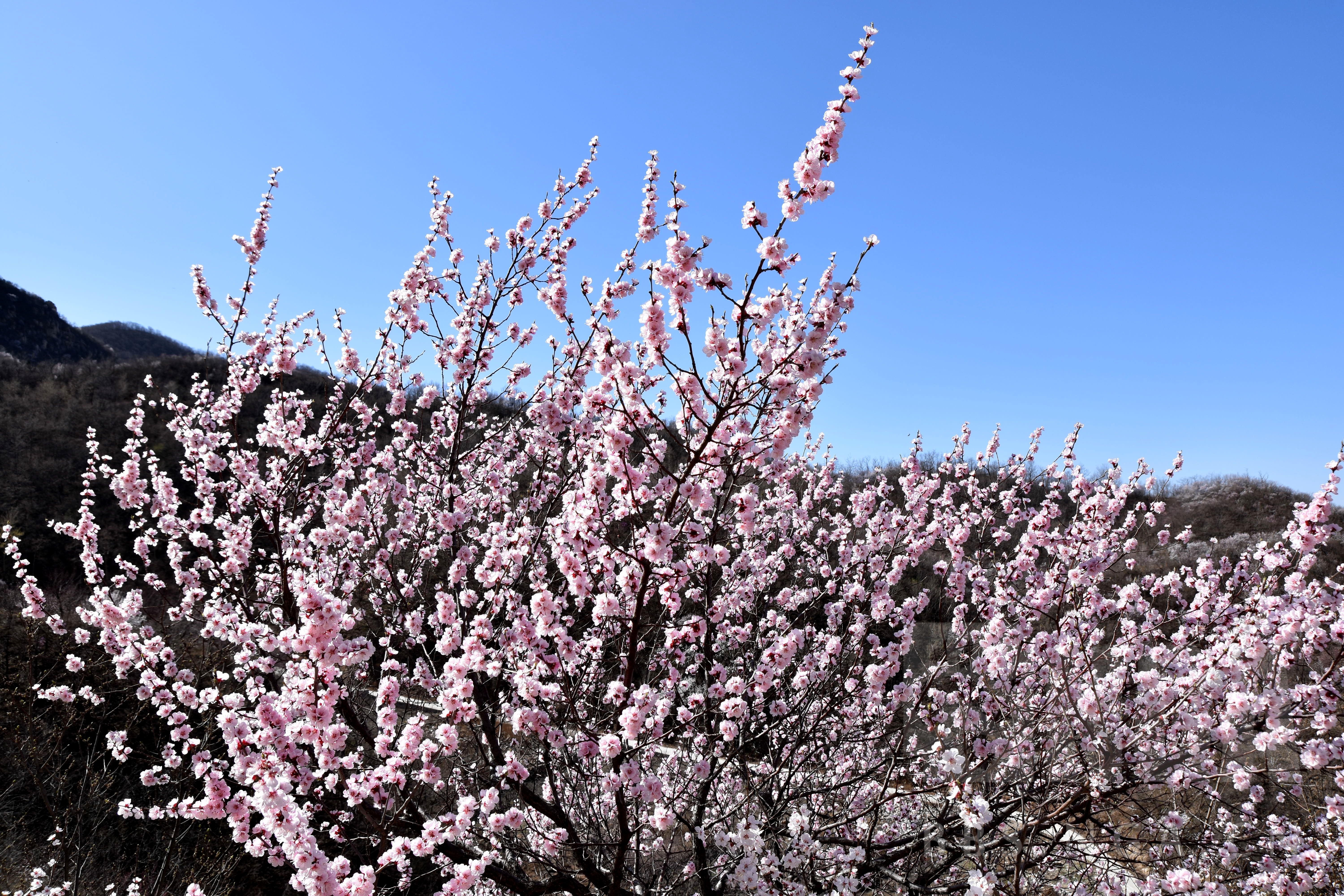山桃树开花图片