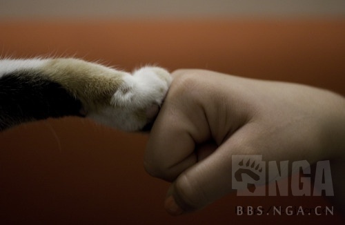 post by  瑶筱瑶  (2016-04-14 22:57)  同47,不错,d3全用的47 握爪