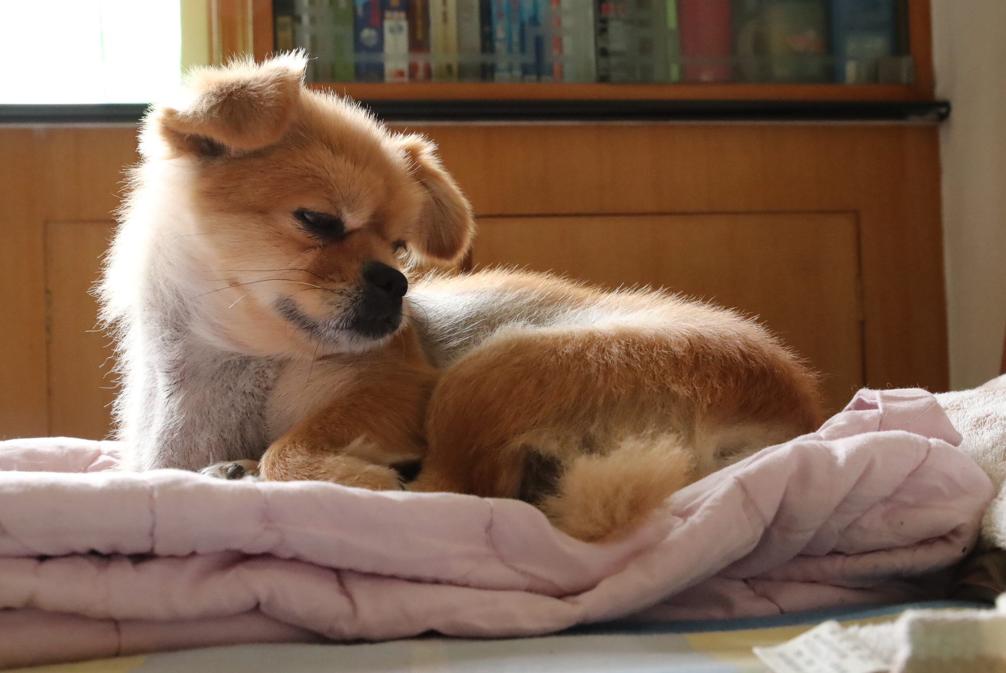 [技术互助] 我家的宝贝小狗狗,睡觉中 nga玩家社区