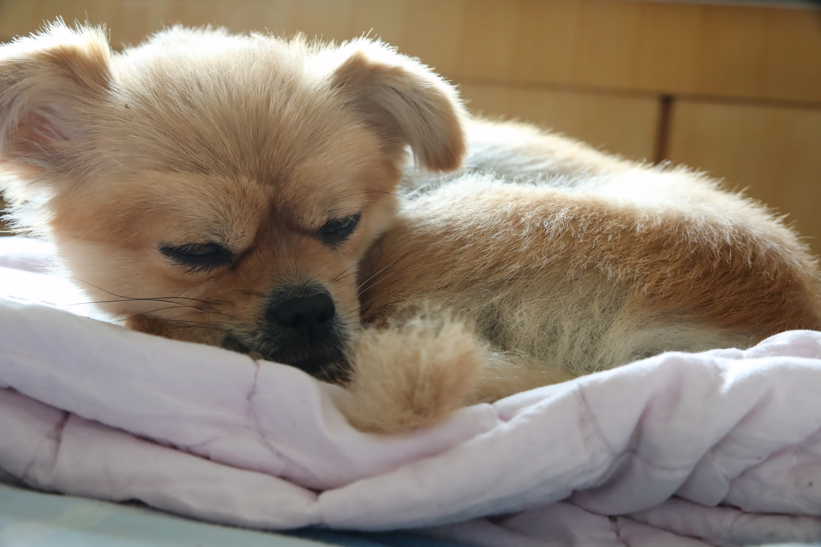 [技术互助] 我家的宝贝小狗狗,睡觉中 nga玩家社区