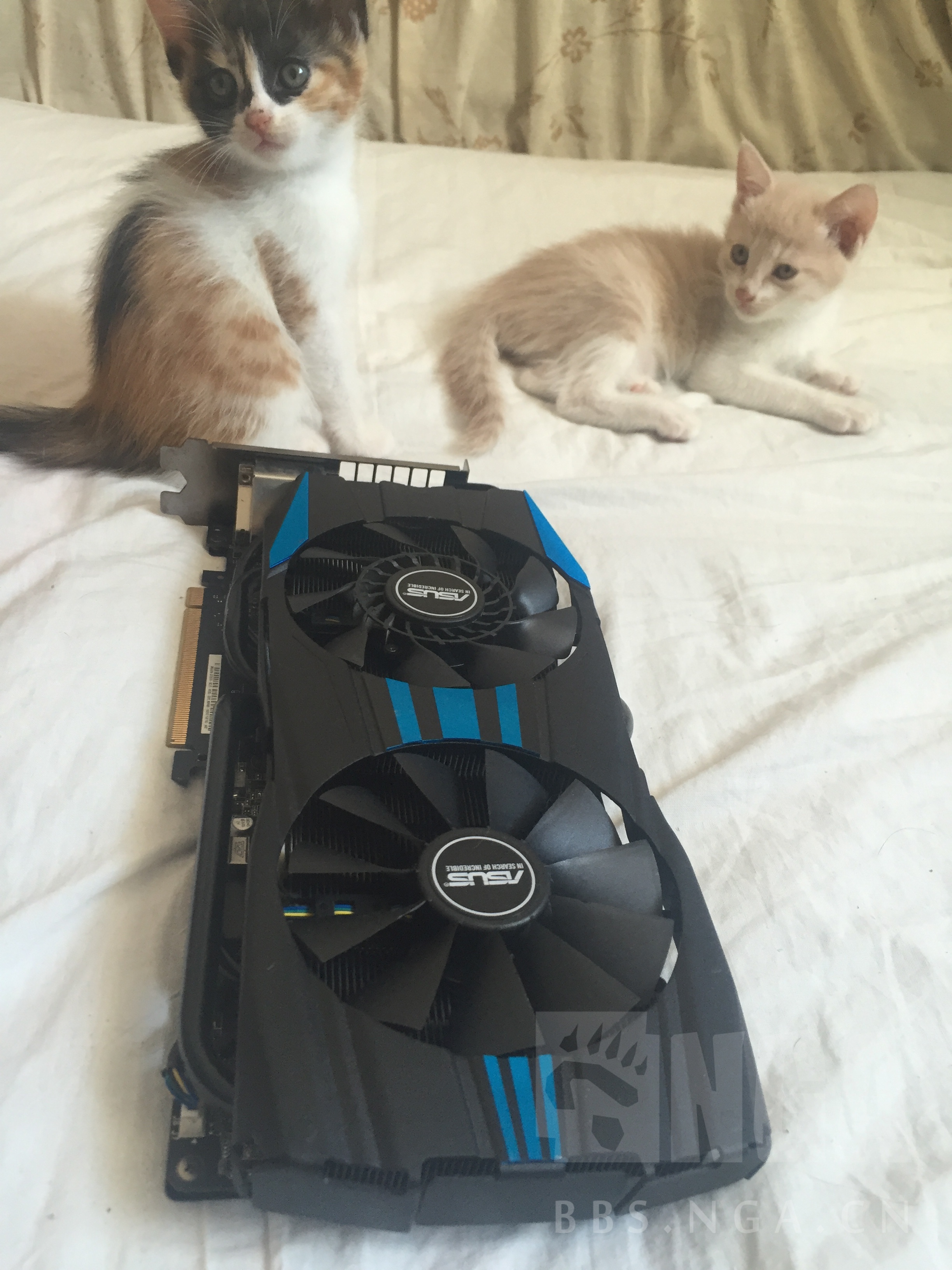 电脑硬件自用显卡阿苏斯龙骑士9701550