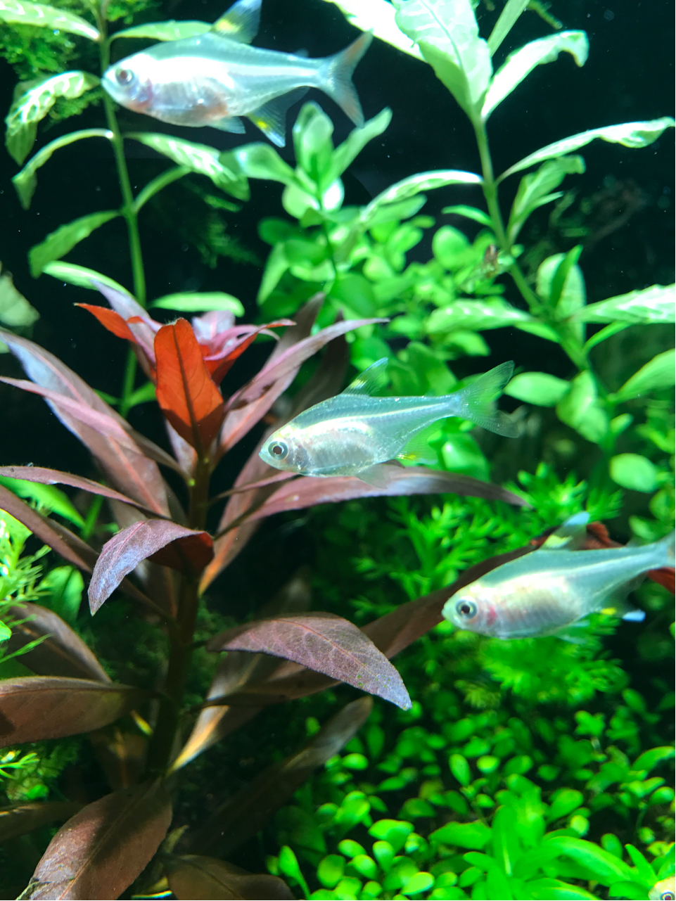 草缸相关熊猫鳅现在到底人工繁殖了没有