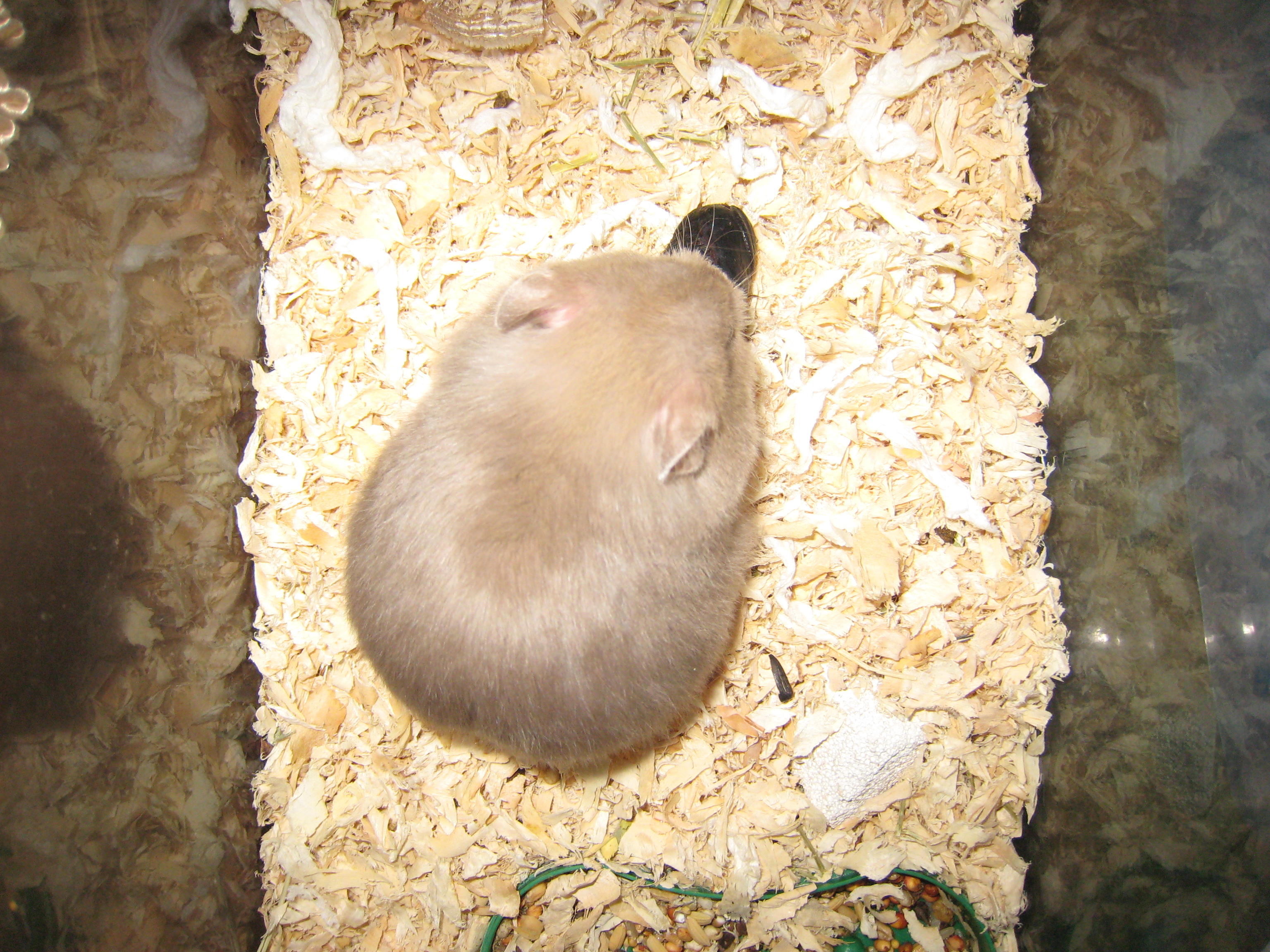 吱星人大学时候养的叙利亚长毛鼠俗称西施熊