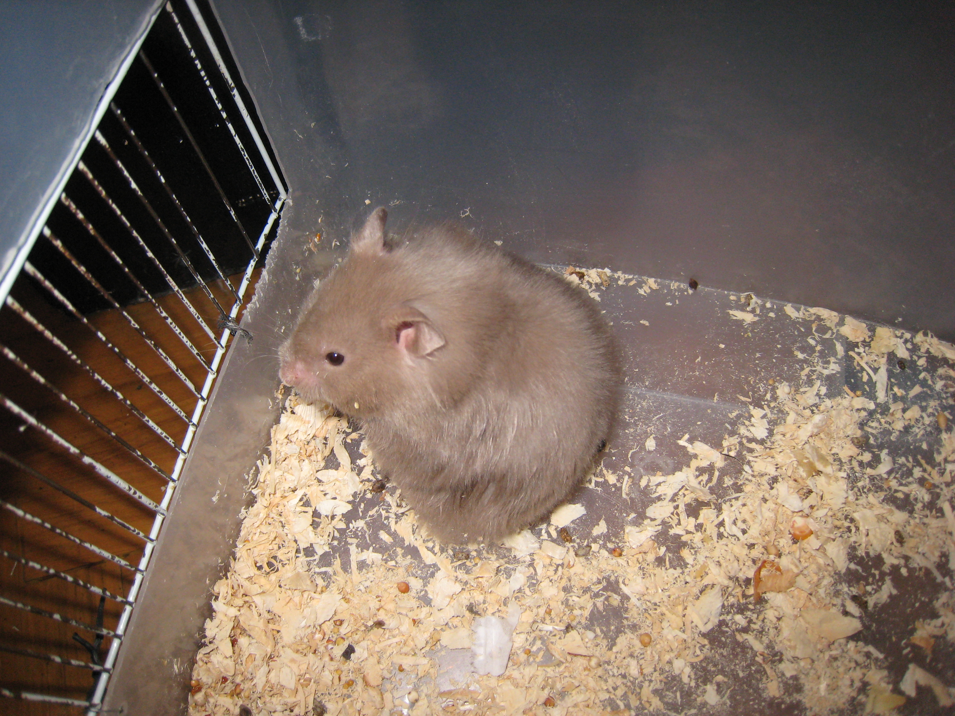 吱星人大学时候养的叙利亚长毛鼠俗称西施熊