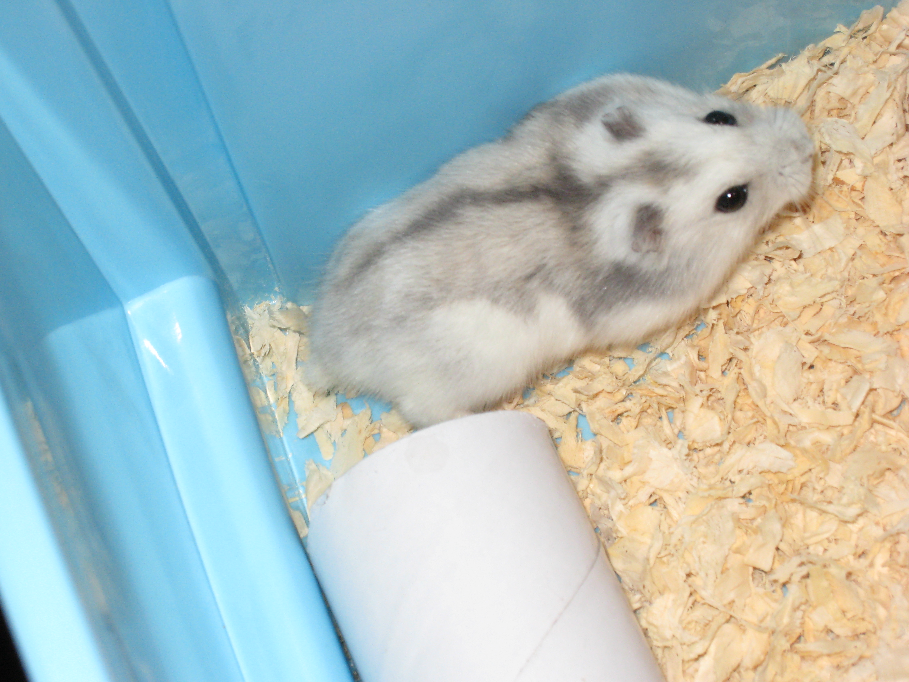 吱星人大学时候养的叙利亚长毛鼠俗称西施熊