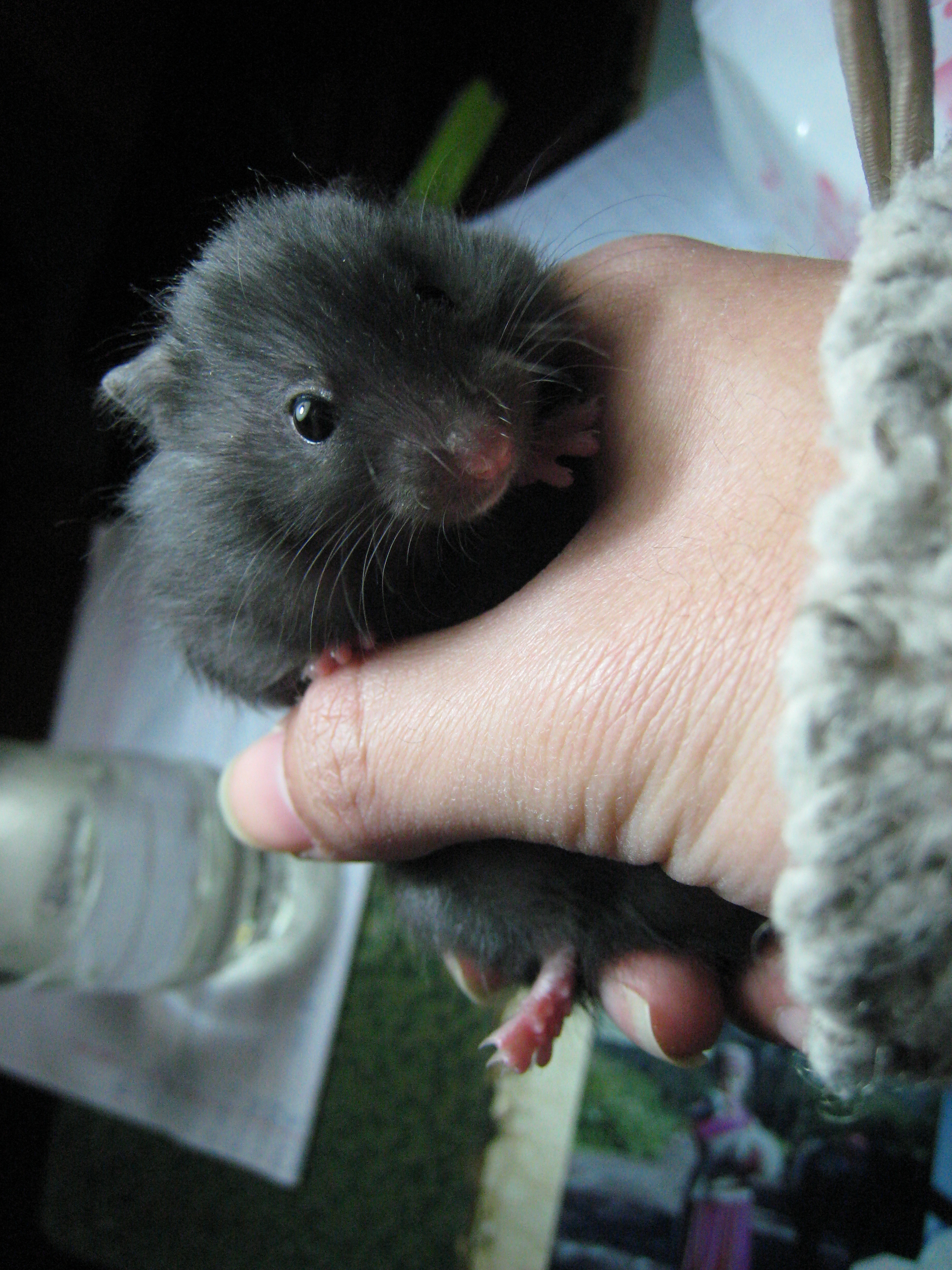 [吱星人]大学时候养的叙利亚长毛鼠,俗称西施熊