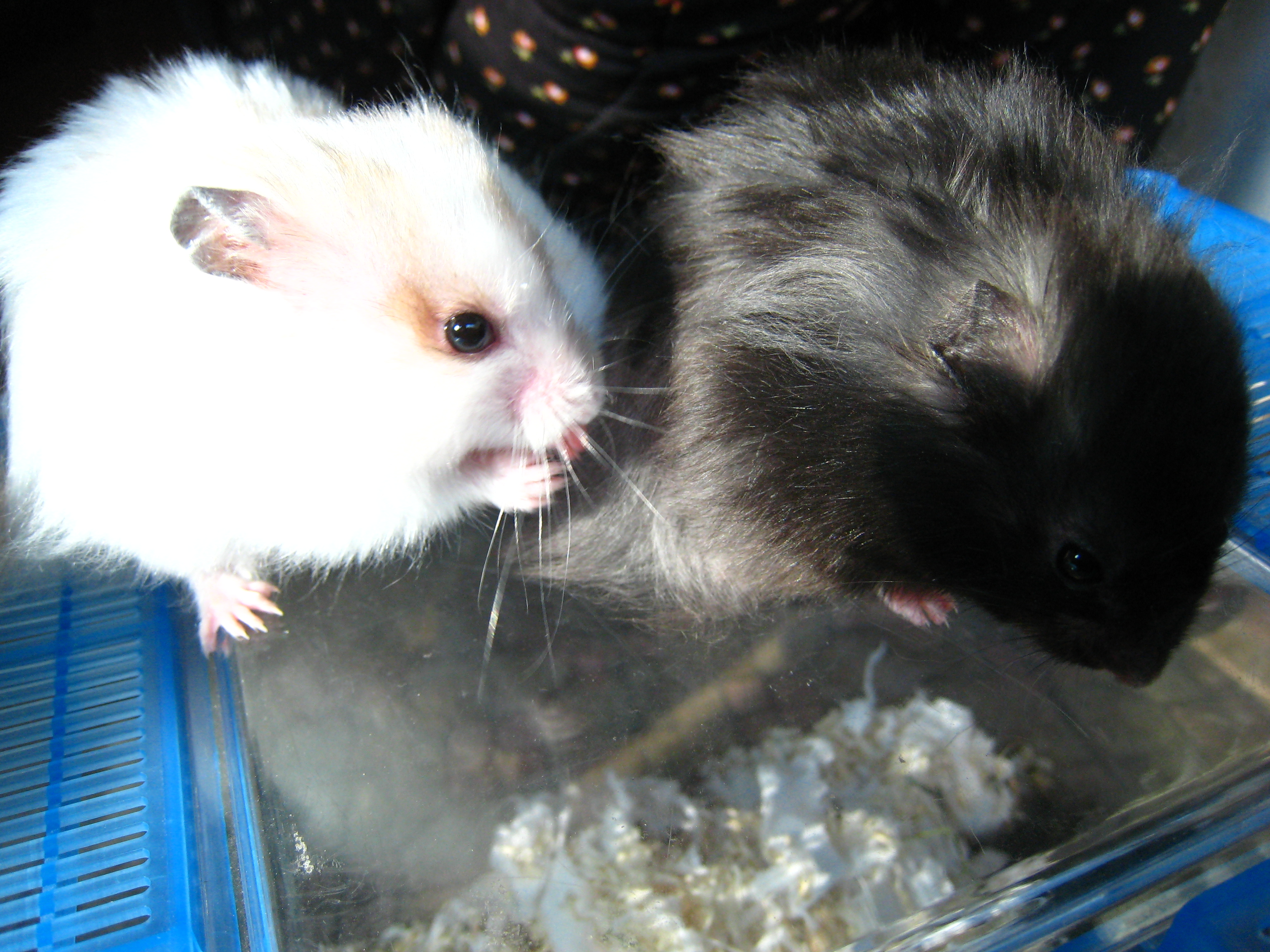 吱星人大学时候养的叙利亚长毛鼠俗称西施熊