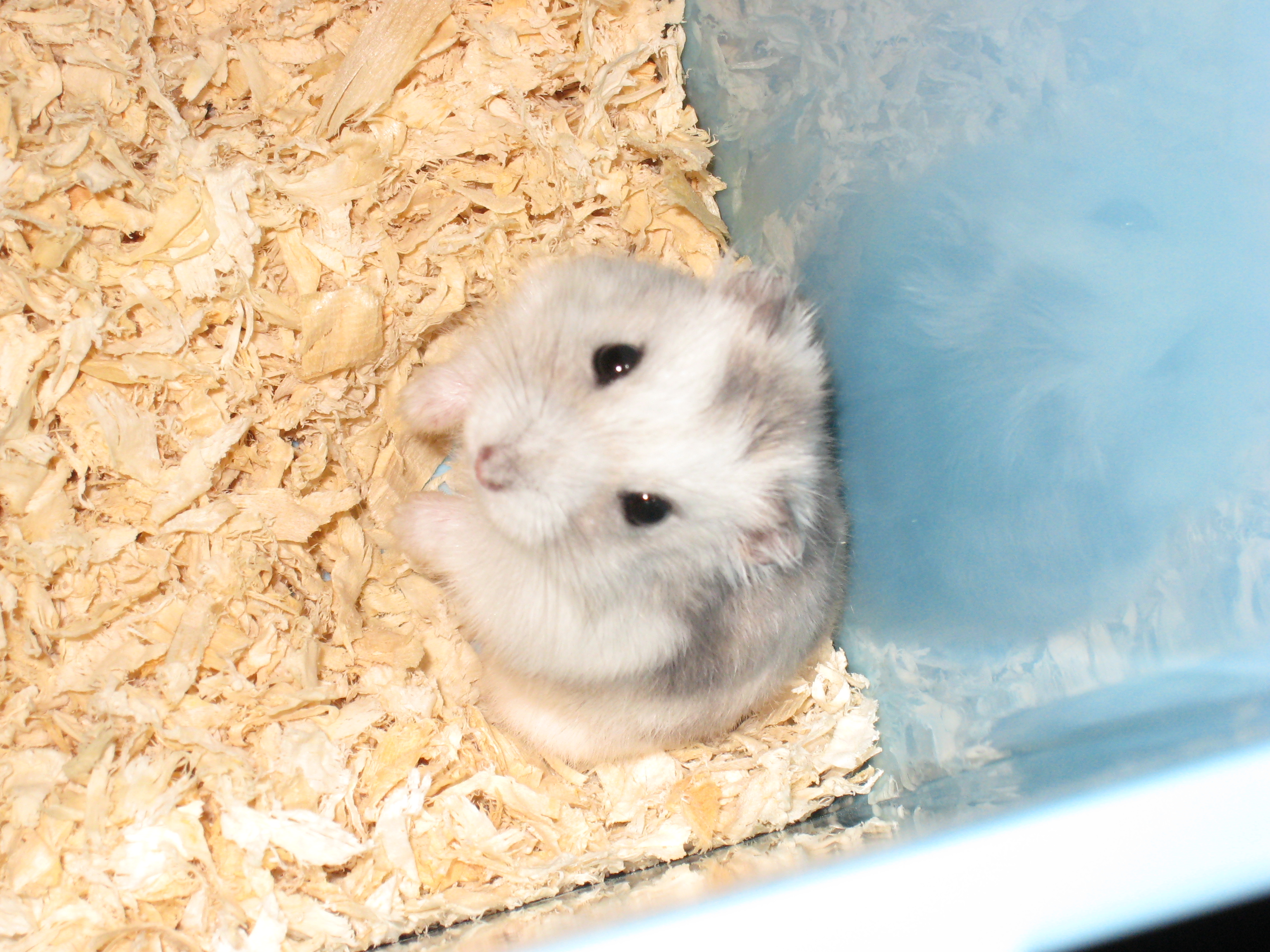 吱星人大学时候养的叙利亚长毛鼠俗称西施熊