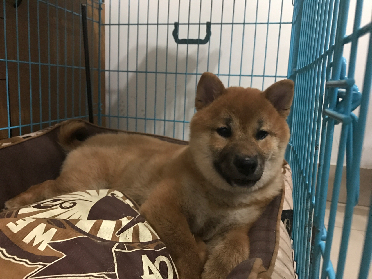 柴犬初八成长记