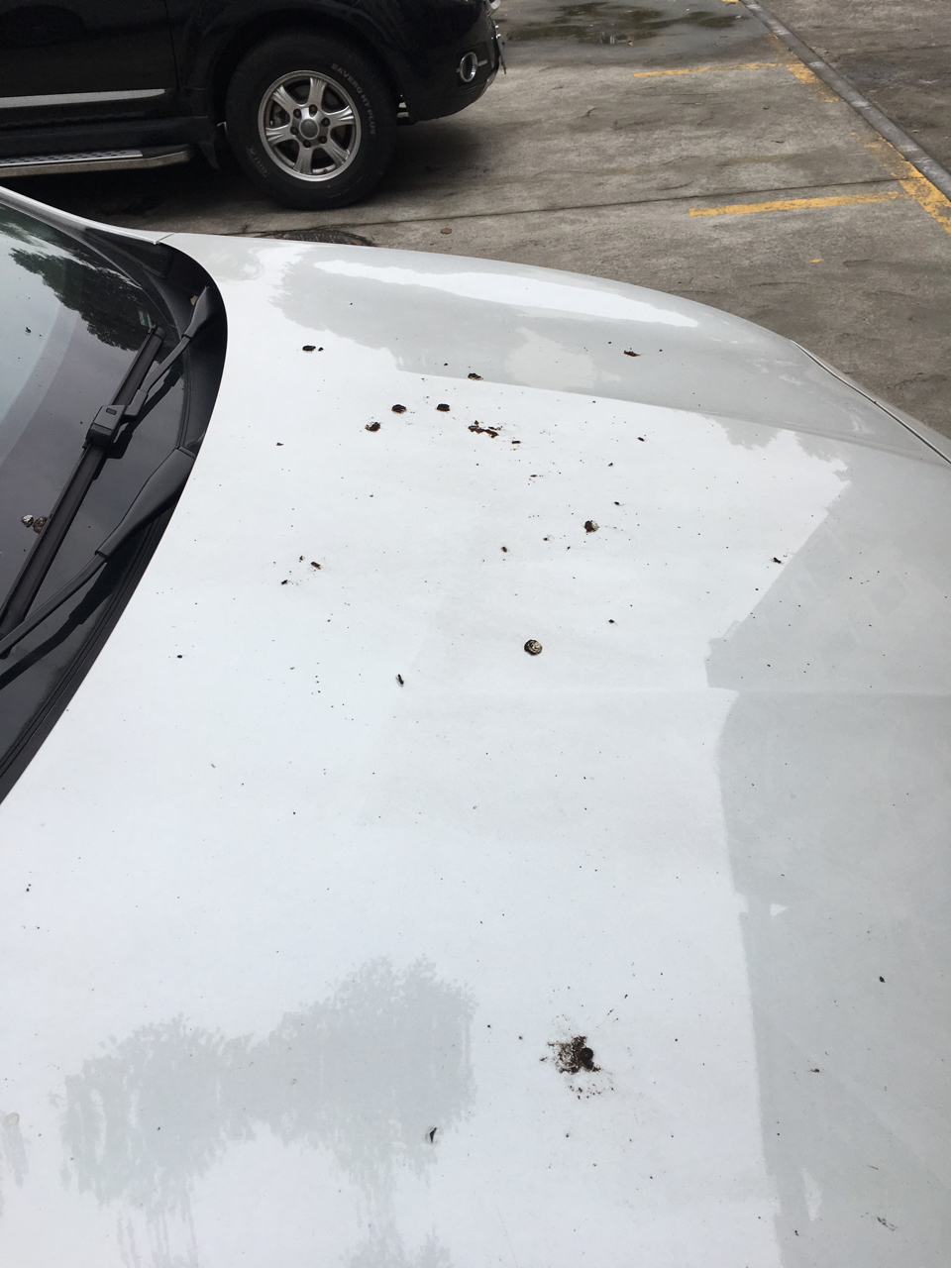 看屎辨鸟你们点赞的心态何在飞龙骑脸拉屎遮了我大半个窗户这鸟肛门被