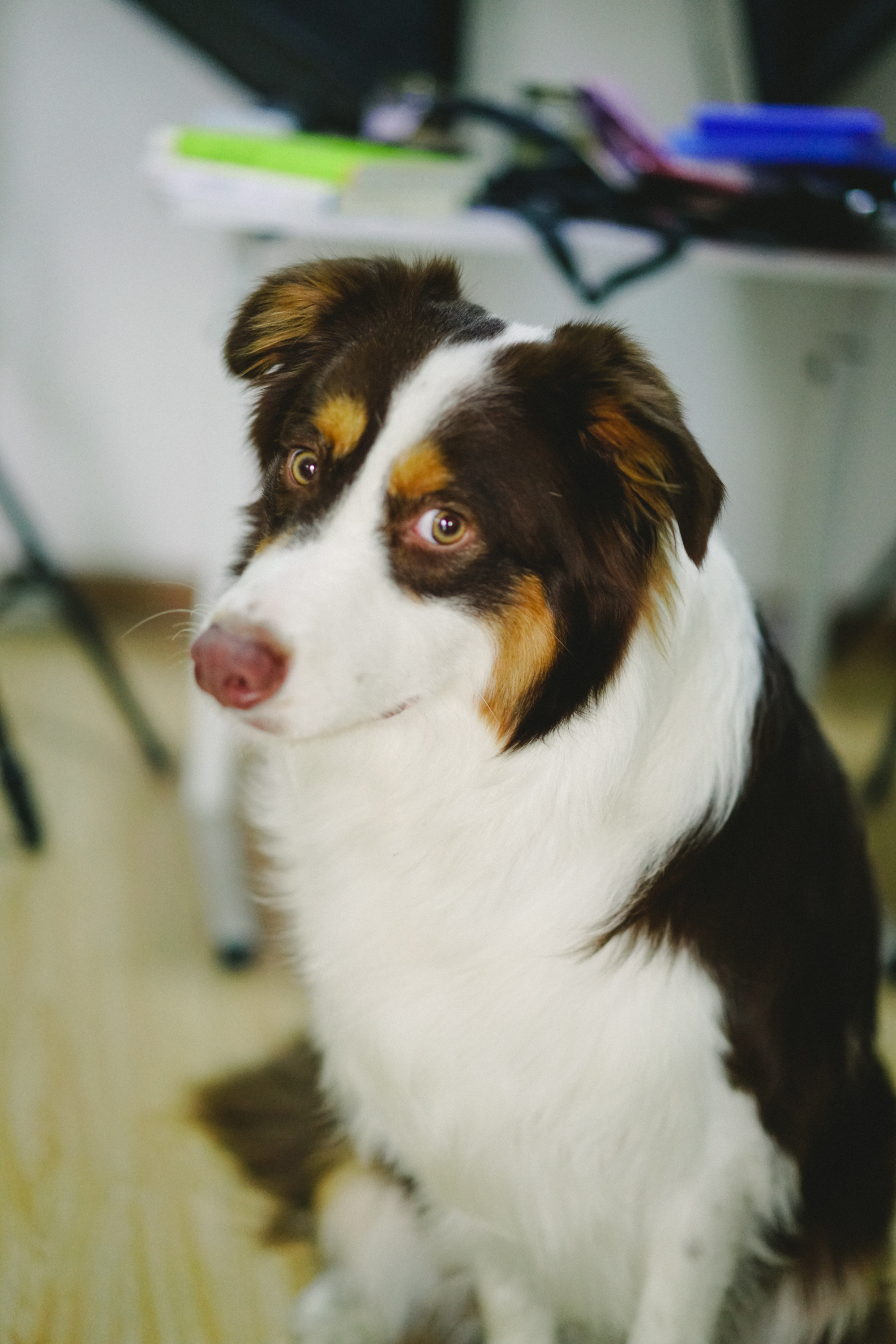 武汉求偶边牧咖啡三色公边牧找老婆