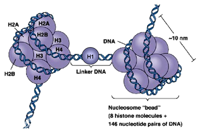 (求问)我看有人常说h1来老司机,求大神科普啥是h1