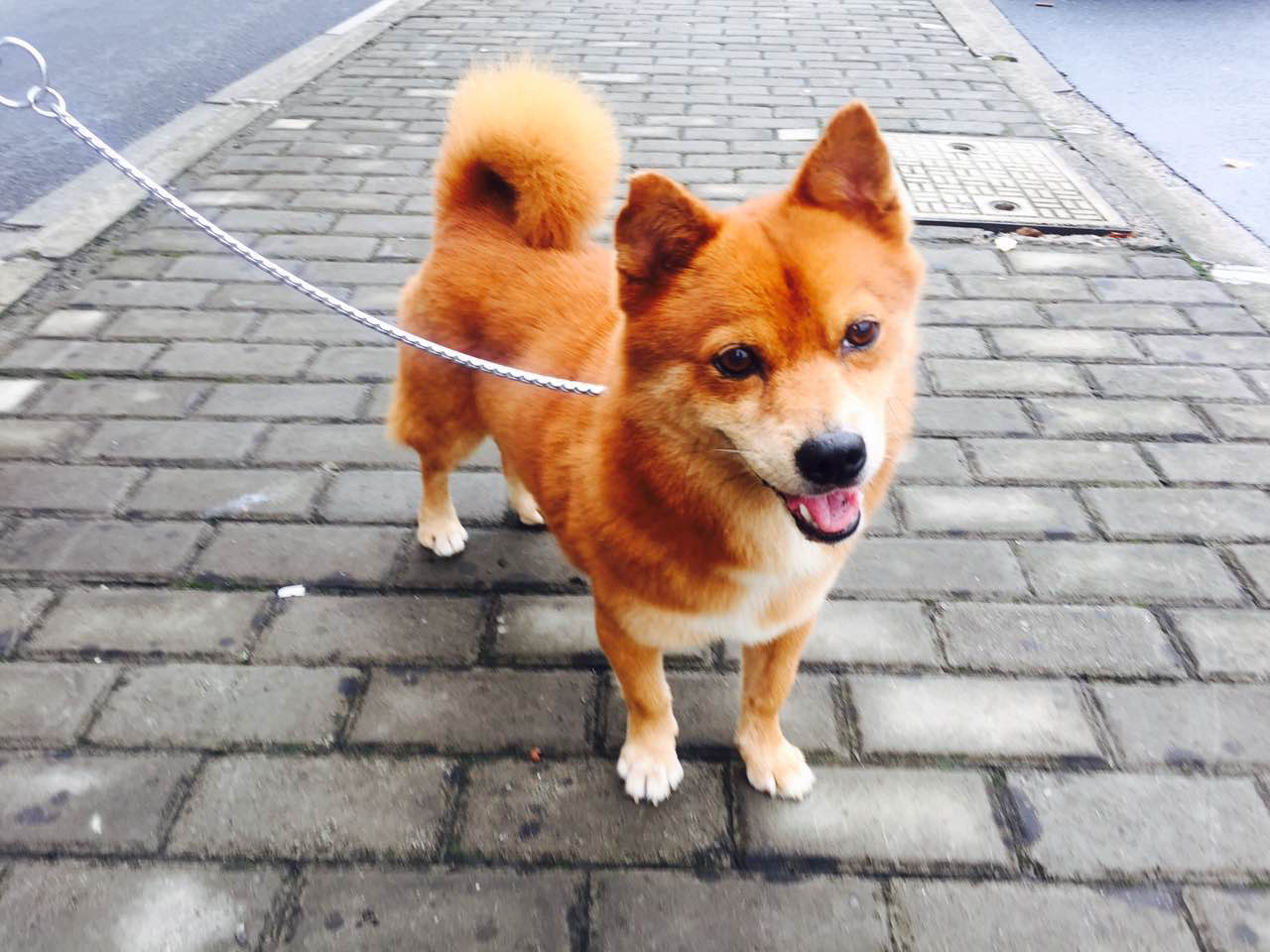 上海地区求包养萌萌小黄狗一只