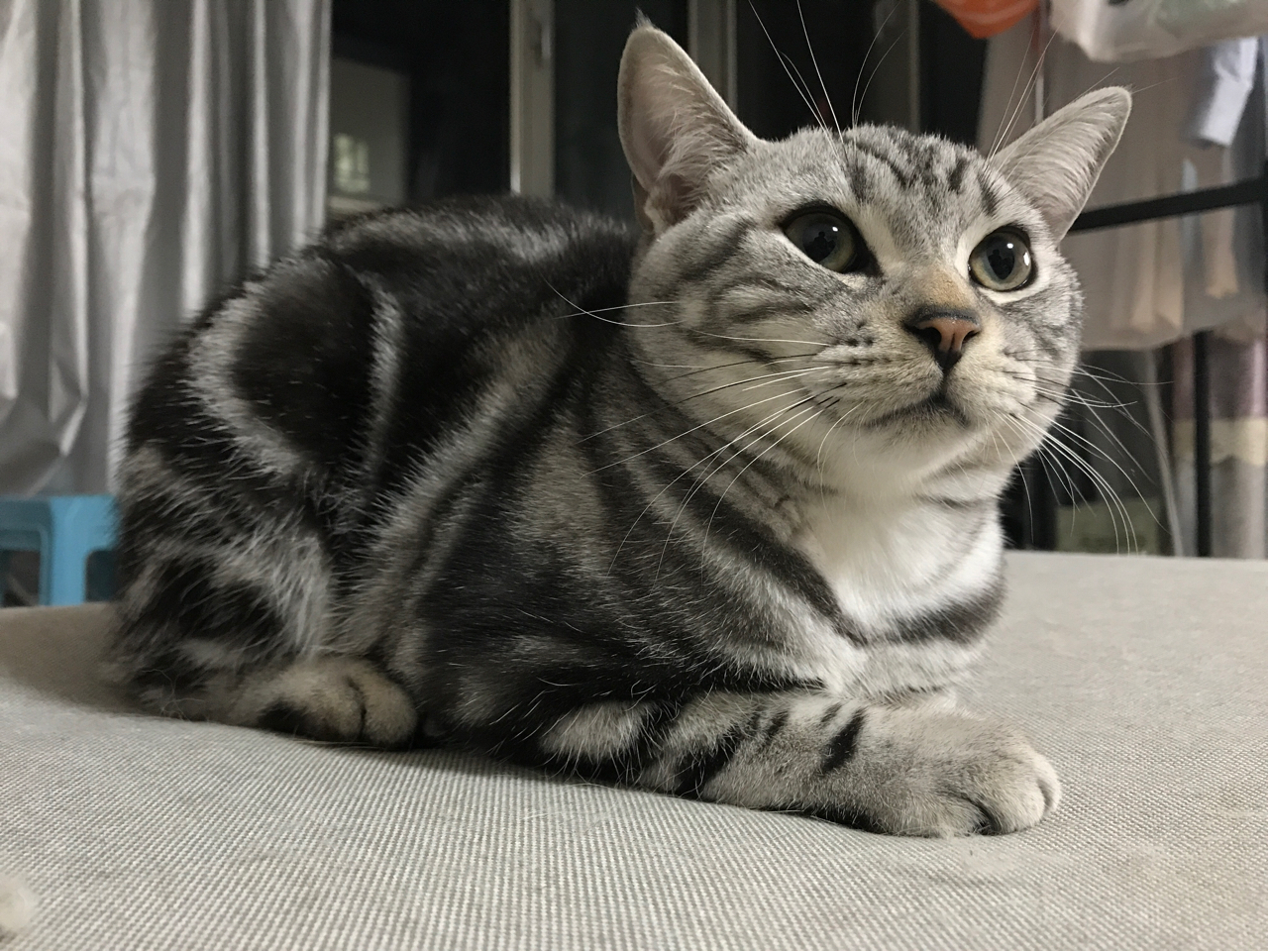 北京七个月公美短预找对象