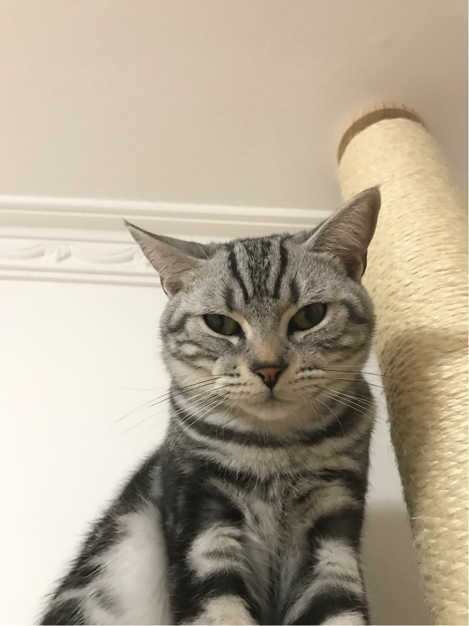 北京七个月公美短预找对象