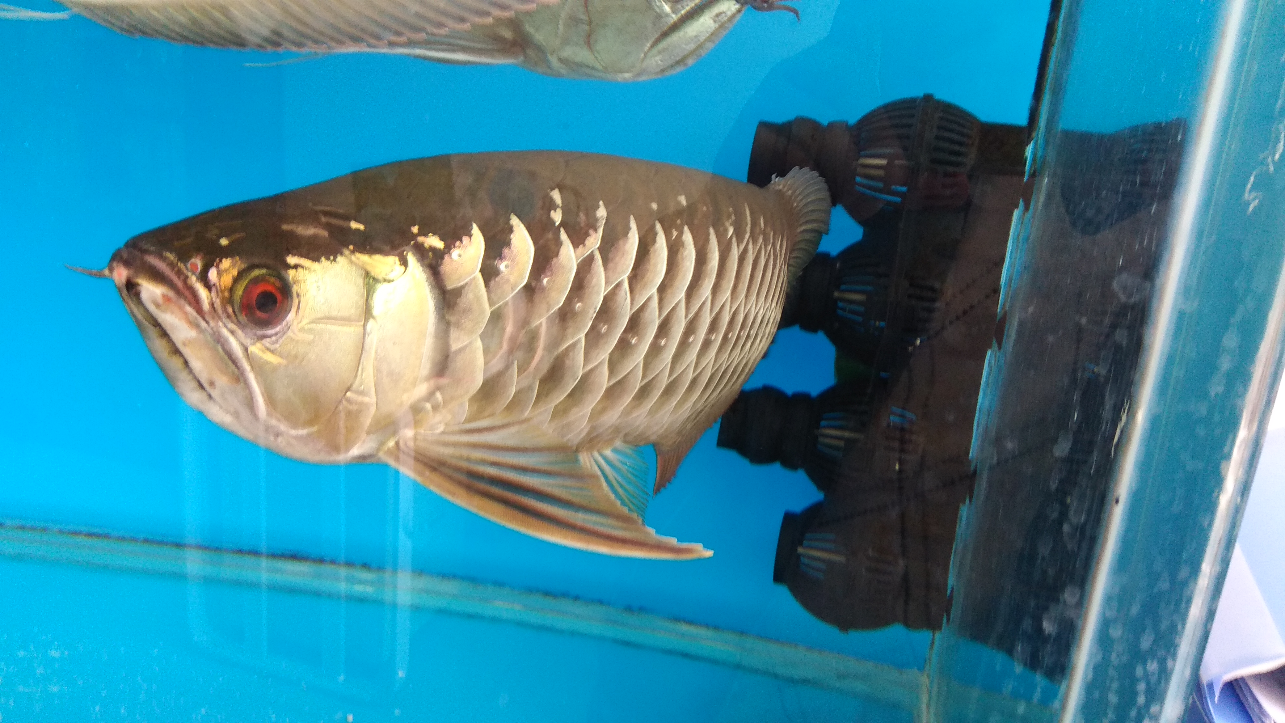 鱼背发黑是怎么回事?