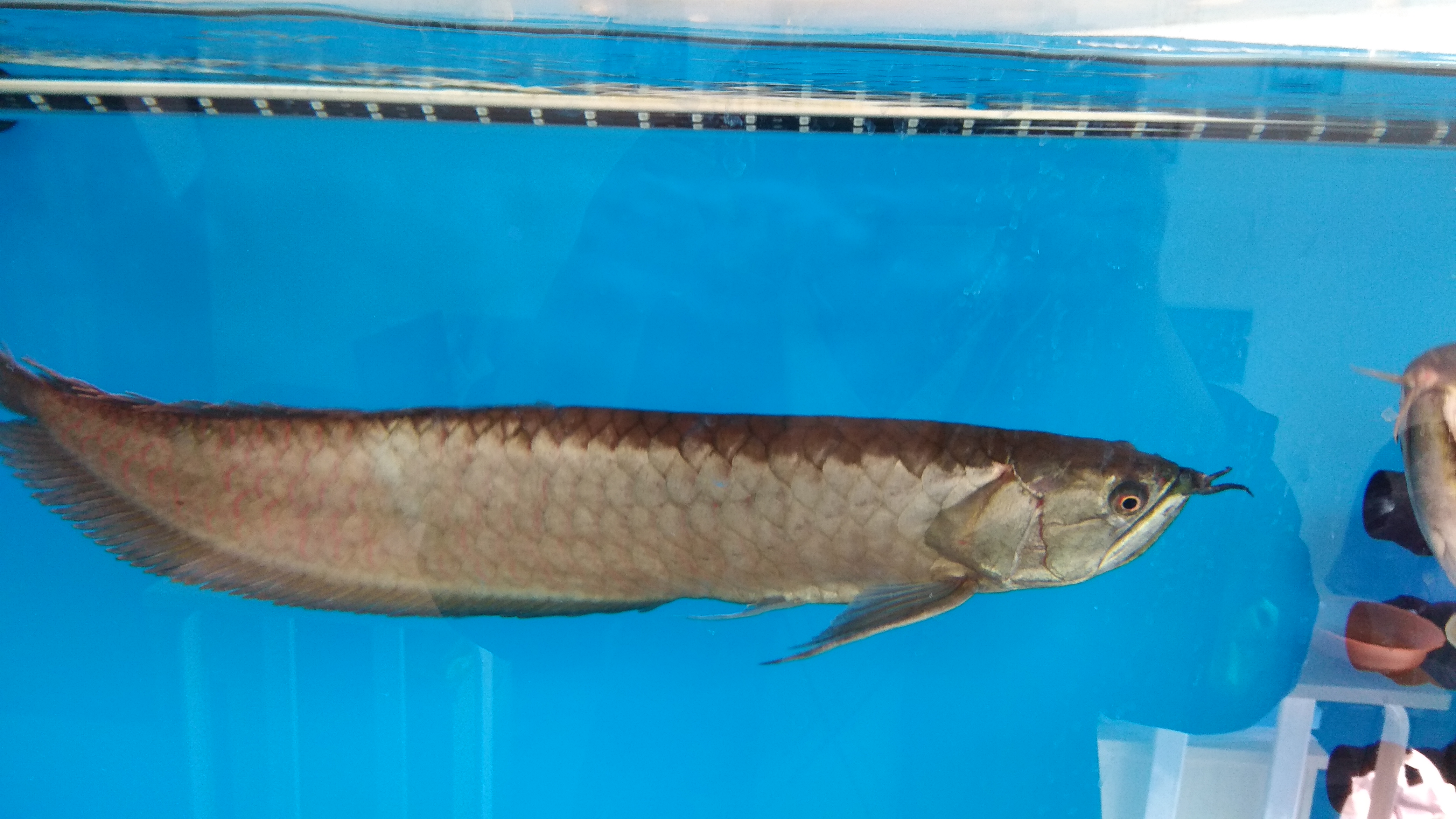 鱼背发黑是怎么回事?