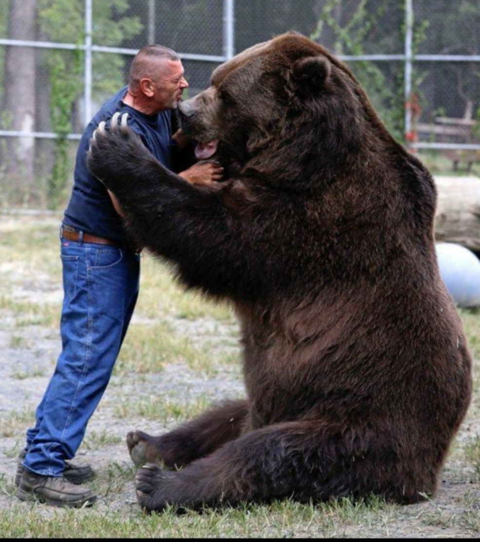 德鲁伊熊大概能有多大参考北美灰熊