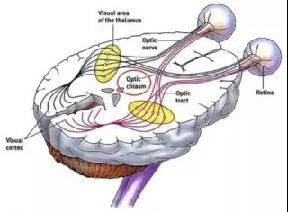 [分享] 弱视力眼训练法,三周快速提高你的中心感和动态视力 optic