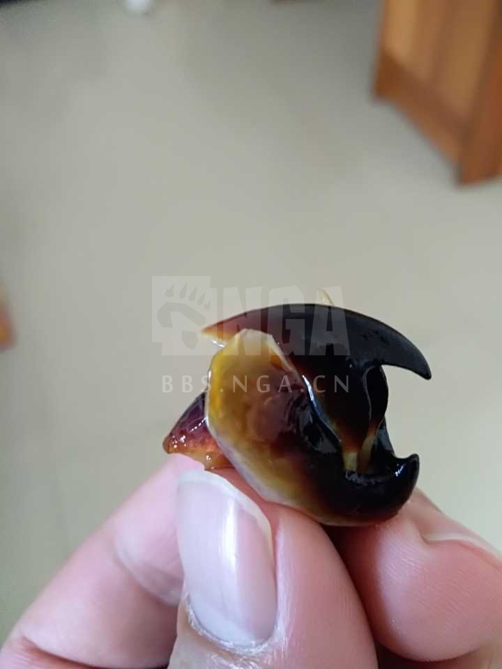 [杂谈] 迟到的科普,毛子海怪皮肤的e中间其实是章鱼的嘴