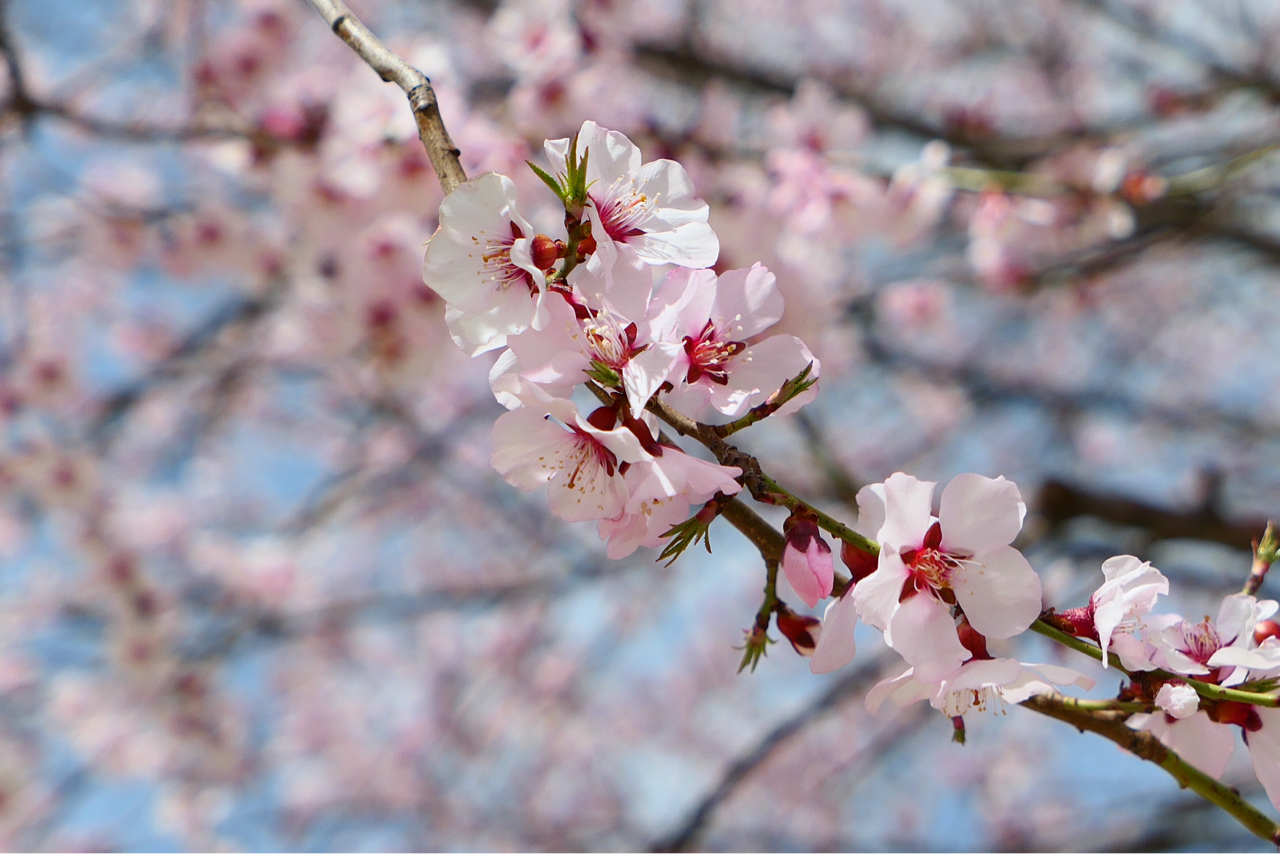 黑卡还是好玩的现在基本不用手机拍风景照了后悔入了iphone8plus