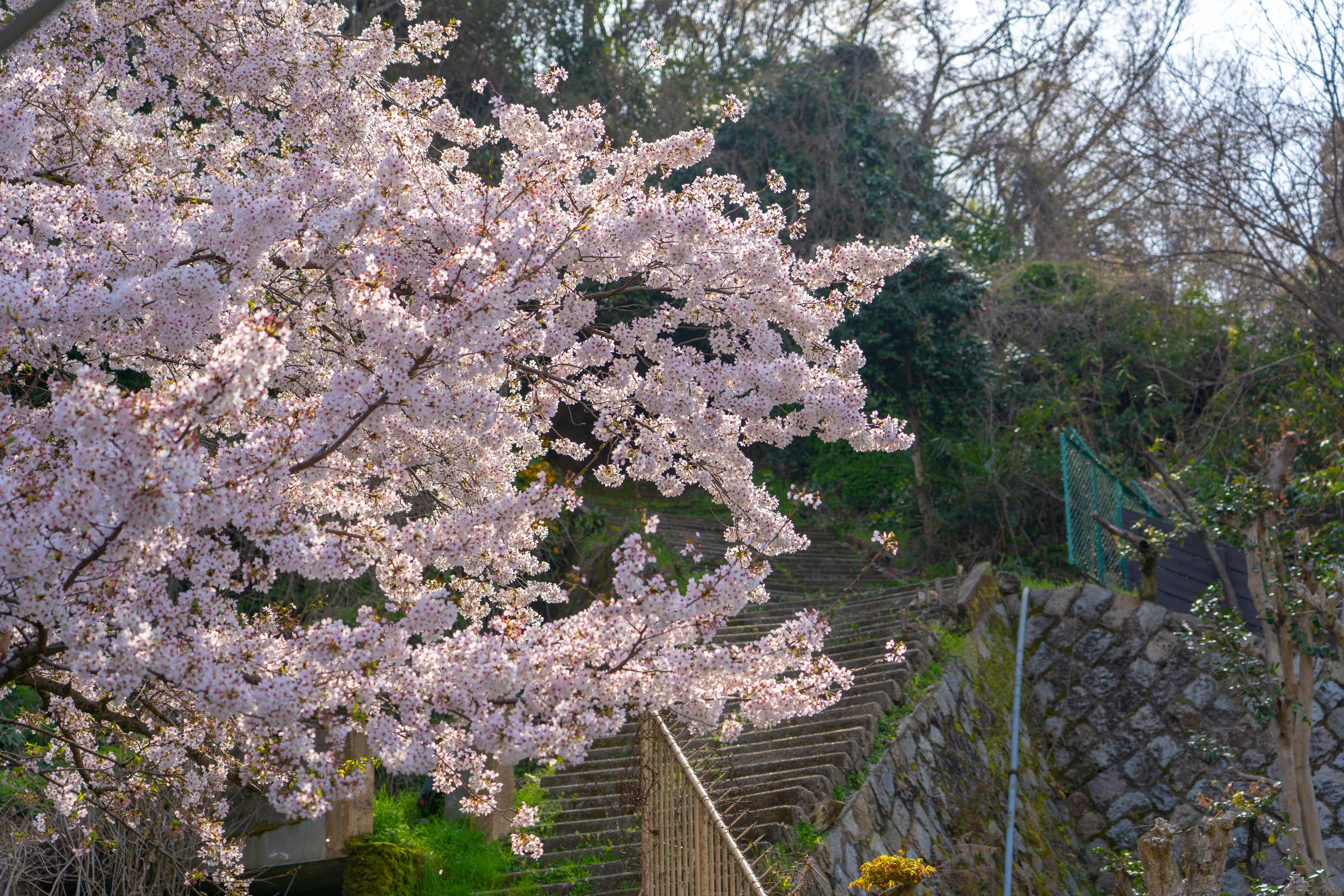 2018清明樱花季日本自由行: 京都 姬路城 东京 (简单游记)