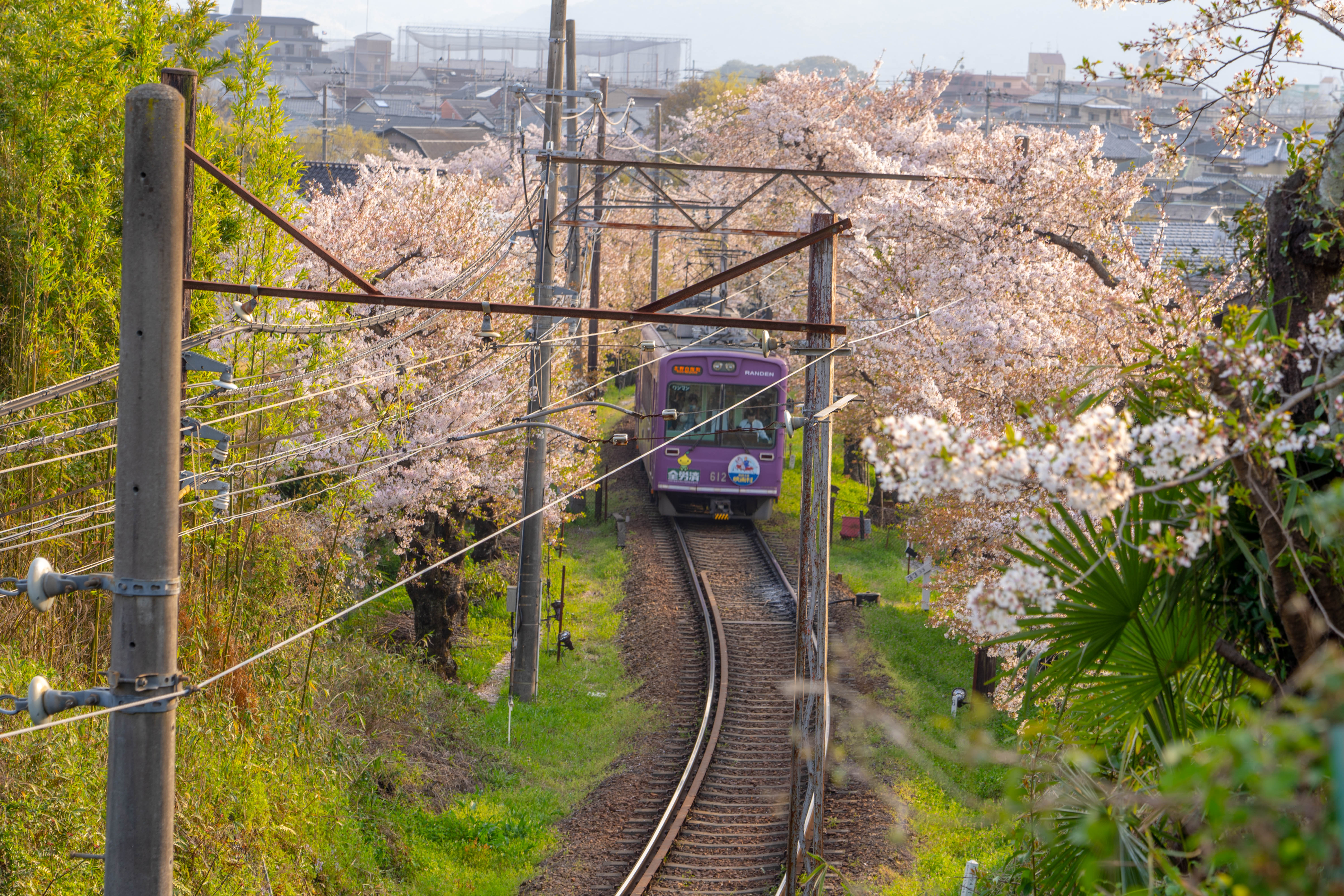 2018清明樱花季日本自由行: 京都 姬路城 东京 (简单游记)