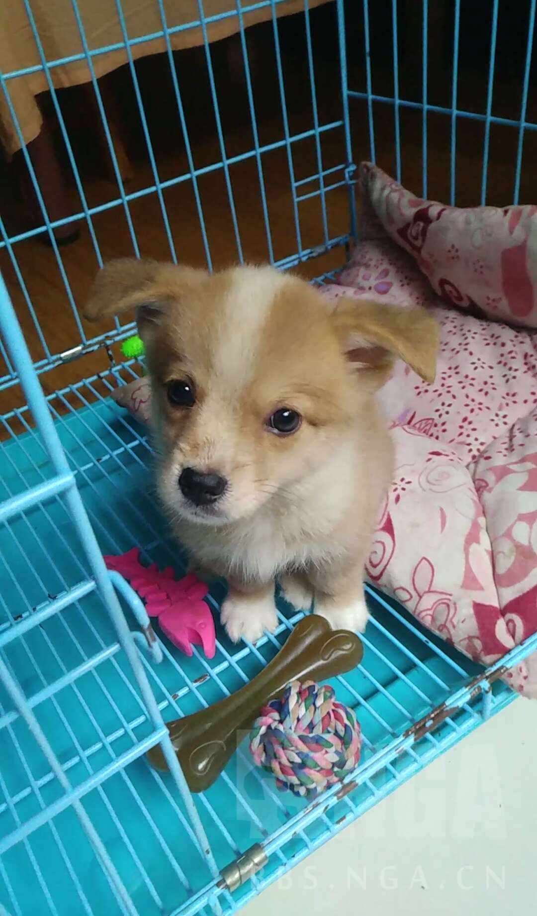 郑州2个月小柯基有人要么