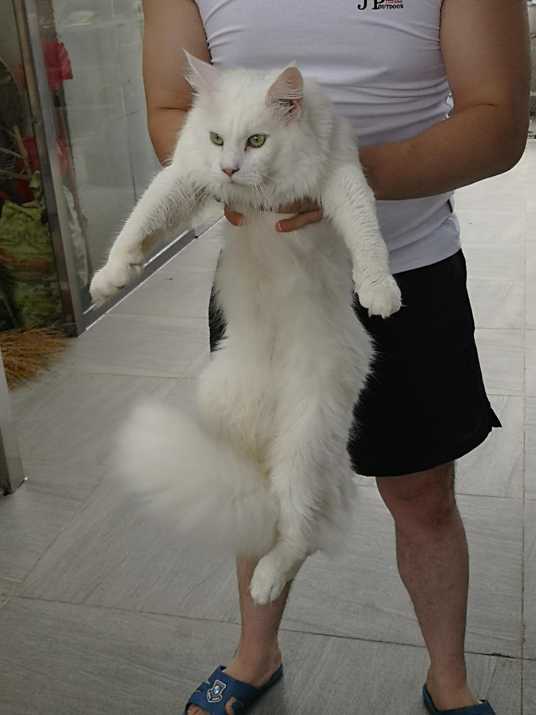 [中秋国庆活动][每逢佳节胖三斤!]宠物区举猫大赛!晒出你家的"巨"喵! 